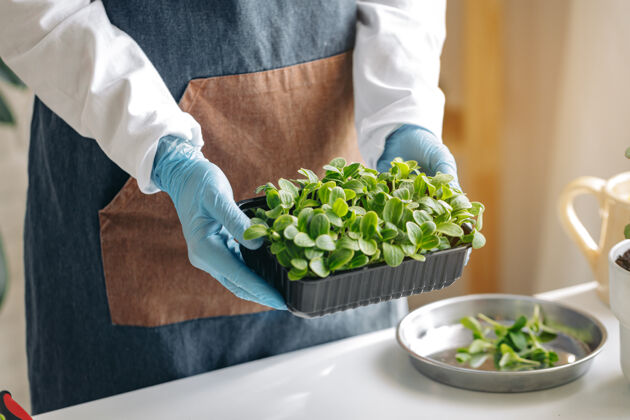 收获微绿芽健康食品销售素食主义者植物生长