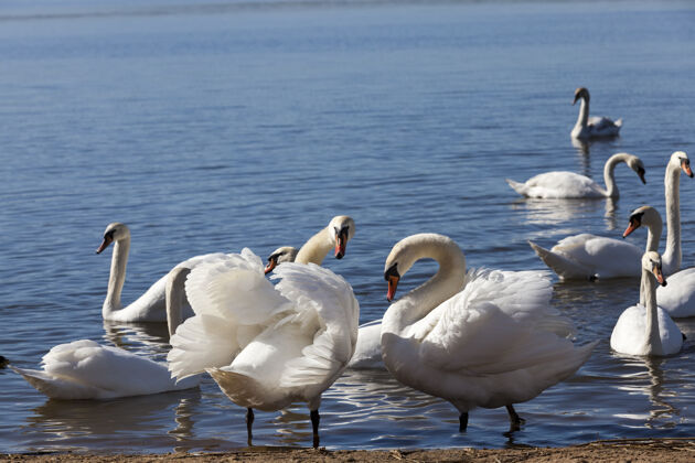 静音春天湖边一群天鹅美丽野生动物游泳