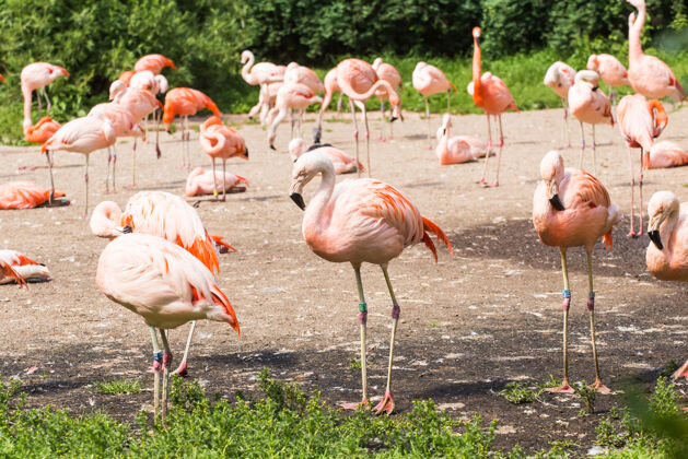 动物大火烈鸟 漂亮的粉红色大鸟 动物在自然栖息地脖子异国情调加勒比