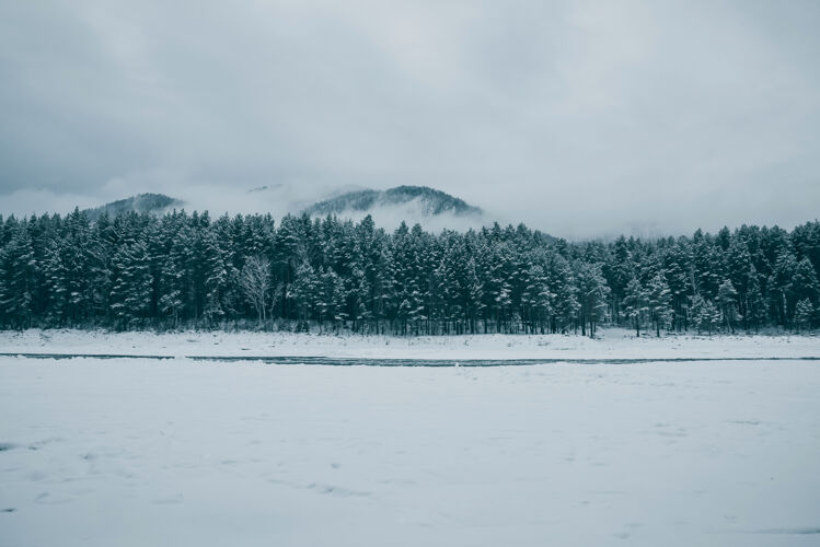 松雪覆盖云杉和松树在山脚下的霜雾植物山河冬日