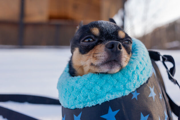 冬天吉娃娃狗在一个袋子里冬天吉娃娃放在狗的提包里冬天冬天概念冷晒吉娃娃