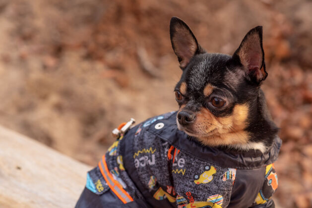 小穿衣服的狗走路可爱吉娃娃狗在户外毛衣.狗在冬天或秋天小狗肖像动物