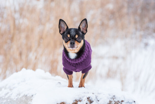 宠物寒风中的小狗夹克冬天吉娃娃穿着冬天的衣服在雪上纯种小自然