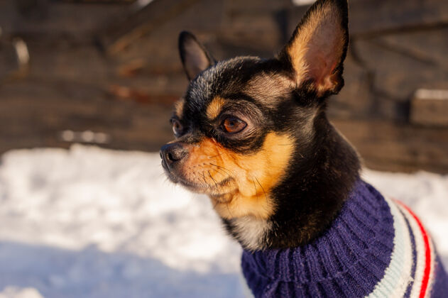 狗奇瓦瓦在花园里散步雪吉娃娃穿着冬天的衣服在雪上快乐季节小狗