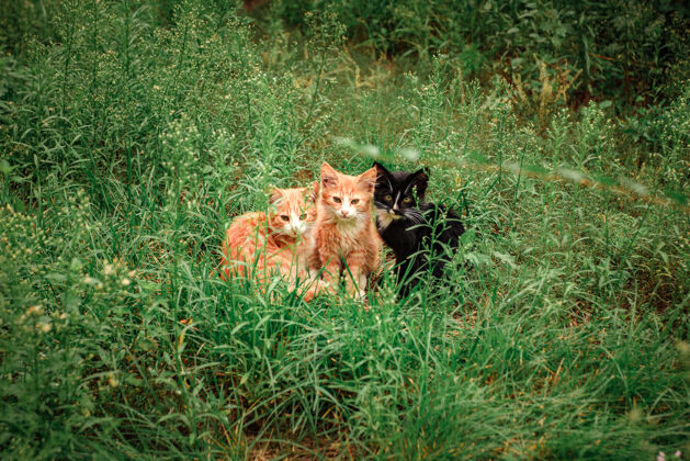 猫三只小猫坐在教室里草二姜和一只黑小猫坐在绿草上毛皮漂亮乡村