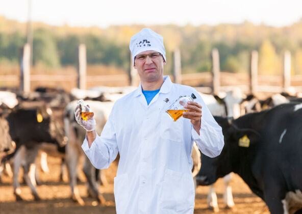 哺乳动物有趣的兽医与生物样本在农场奶牛农场管检查