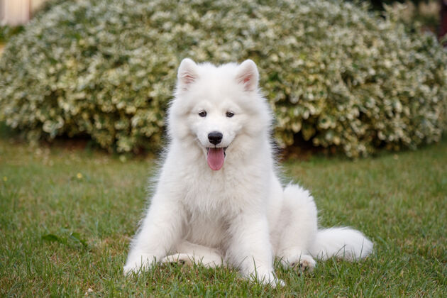 萨摩耶白色小狗萨莫耶德哈士奇坐在绿色的草坪上表达教育大