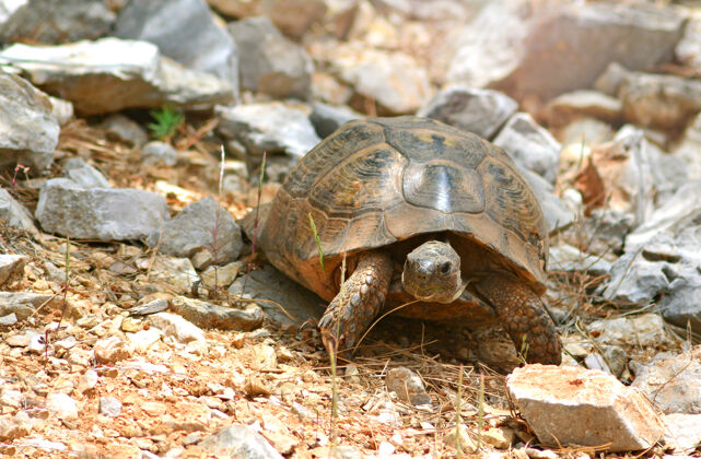 动物土耳其龟在山上的石头野生石头野生动物