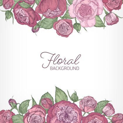 英国玫瑰方形浪漫的花卉背景装饰华丽的粉红色奥斯汀或卷心菜玫瑰花手工画在白色背景的顶部和底部边缘自然优雅背景
