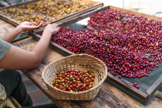 生产分类樱桃咖啡豆 手分类咖啡豆农业有机水果