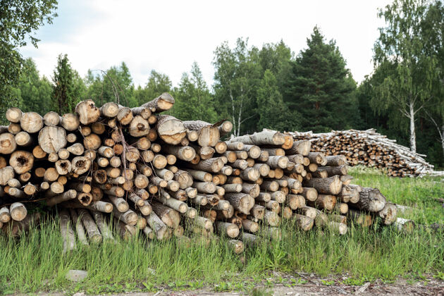 木材树木的树干被砍下来堆放在前景 绿色的森林股票圆原木