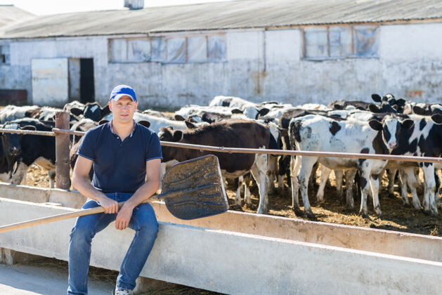 牛群农夫在农场里和奶牛一起干活牛奶农场牛