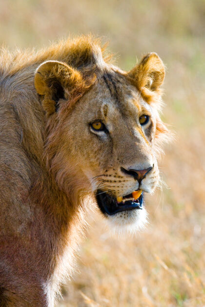 捕食者一头雄狮的画像国家公园野生动物园塞伦盖蒂