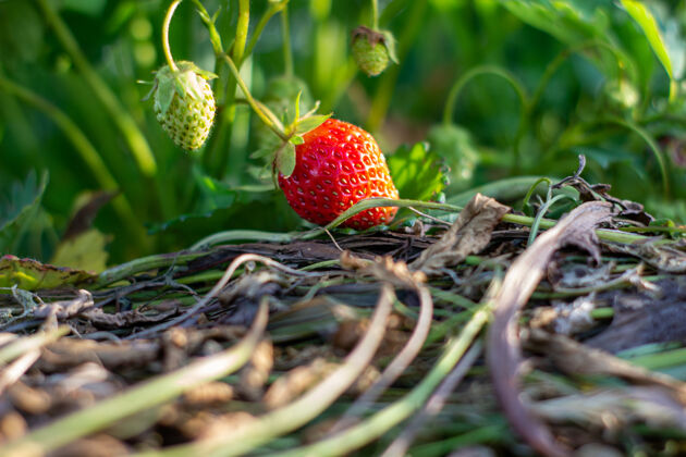 浆果草莓植物.野生斯塔贝里灌木 草莓增长速度花园成熟草莓和树叶草莓美味自然植物