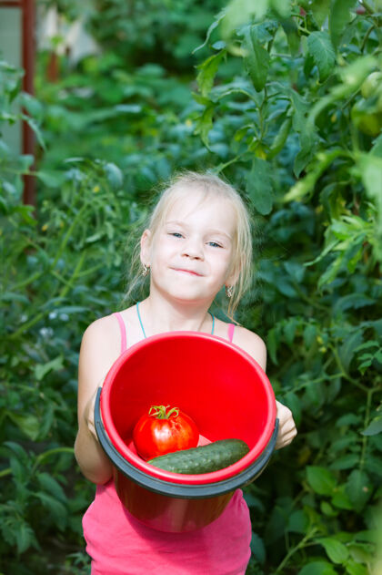 小温室里的小女孩正在收获西红柿采集食物收藏