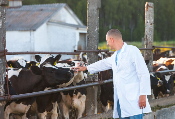 兽医积极的人在农场奶牛人医学牧场