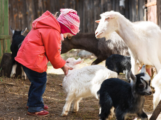 爱带山羊的小女孩白色自然农村