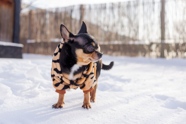 纯种寒风中的小狗夹克冬天吉娃娃穿着冬天的衣服在雪上雪血统动物