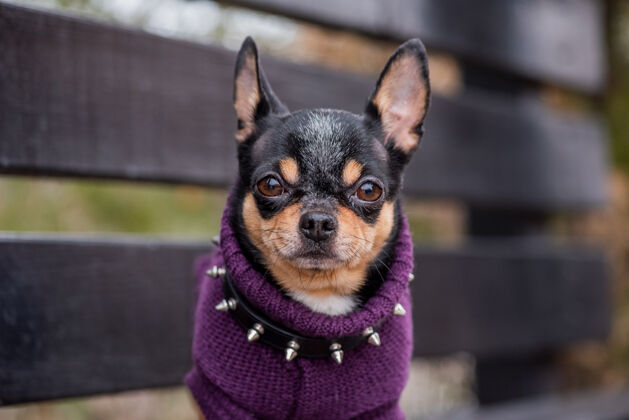 小宠物狗吉娃娃在街上散步吉娃娃街一只狗遛狗秋天在公园散步衣服哺乳动物自然