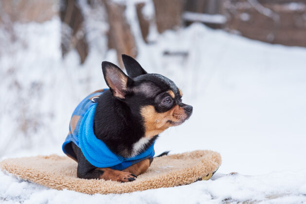 自然寒风中的小狗夹克冬天吉娃娃穿着冬天的衣服在雪上哺乳动物小纯种