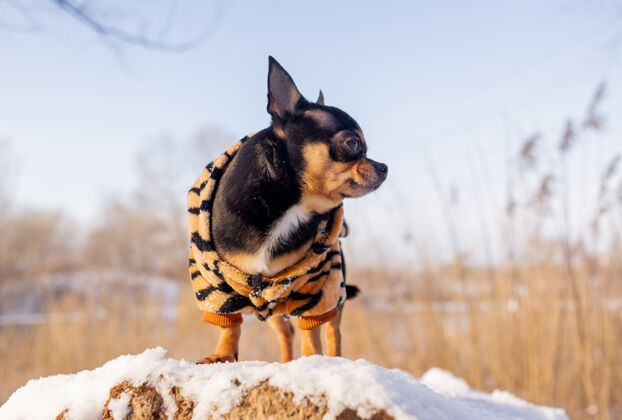 可爱寒风中的小狗夹克冬天吉娃娃穿着冬天的衣服在雪上美丽宠物小