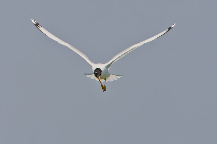 成人苍蝇在蓝天上飞翔海鸥动物自然