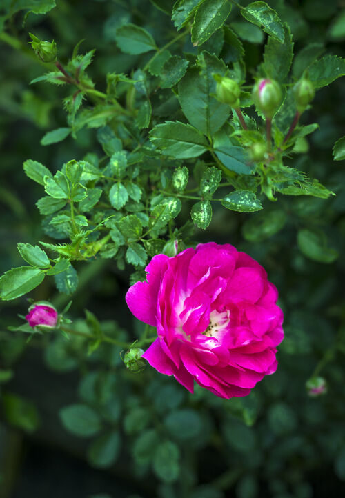 公园在户外花园里开花的粉红色的小灌木玫瑰草美化叶