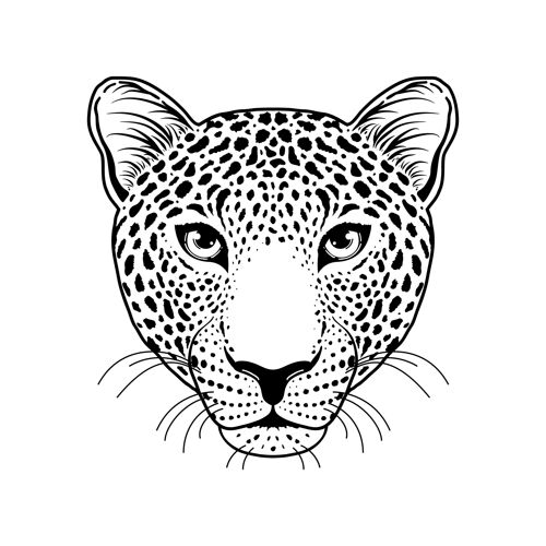 哺乳动物白底豹子枪口图画食肉动物强壮