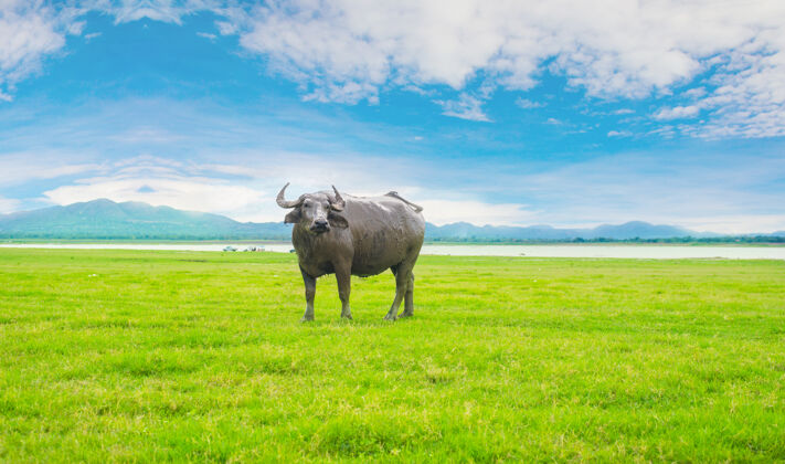 农业野牛在绿草如茵的田野里强壮食物草