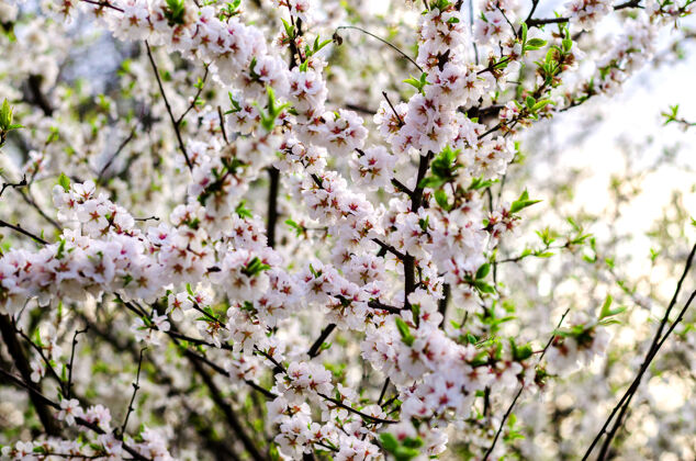树枝春天开花的中国樱桃白色特写新鲜树柔软
