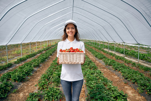 自然漂亮的田间工人正在温室里摘草莓栽培水果种植