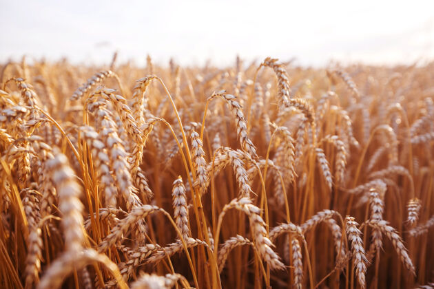 种子麦田 近距离拍摄成熟的麦穗自然生长牧场自然谷物