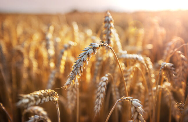 大麦麦田 近距离拍摄成熟的麦穗自然生长农业牧场小麦