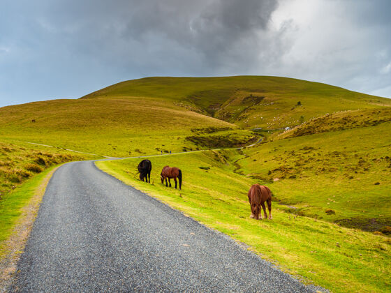 风景马在一条孤独的山路边吃草 这条山路在绿色的牧场之间攀爬比利牛斯山动物放牧