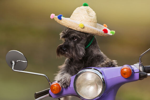 汽车迷你雪纳瑞狗 戴着墨西哥帽子 骑着滑板车 好像控制着 搞笑的样子 休息的概念 特写道路有趣摩托车