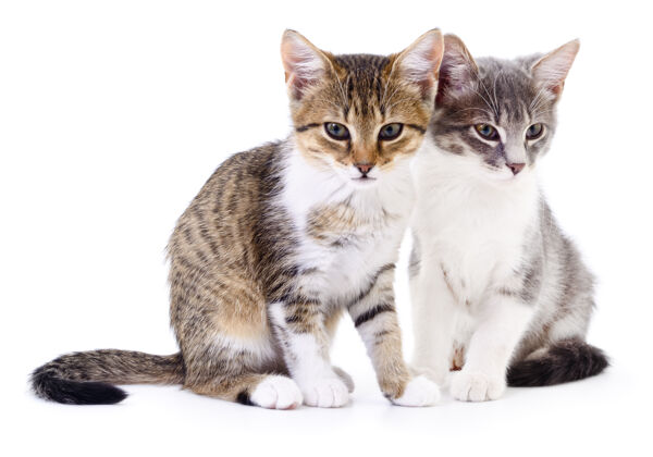 动物两只小猫站在一只白色的椅子上肖像条纹哺乳动物
