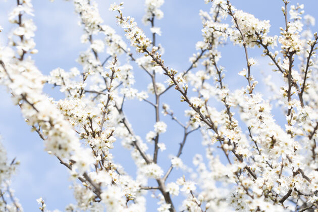 浪漫蓝色天空背景上白色樱花树的特写镜头花三月花园