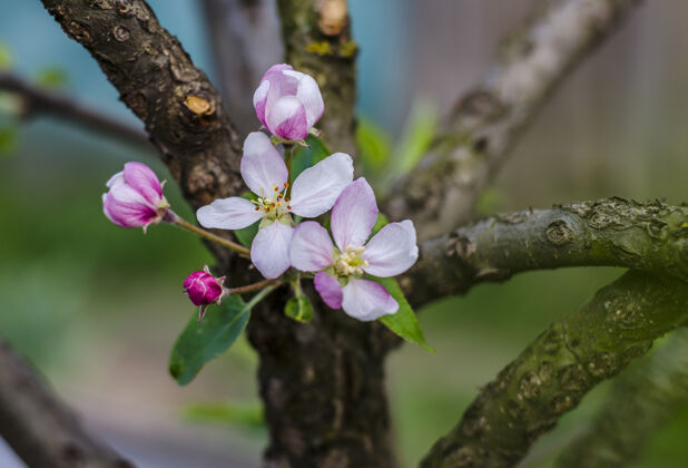 季节春天 苹果树的枝头开花了新鲜细节花