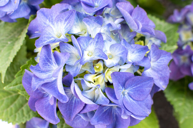 夏天在阳光明媚的夏日 花园里的蓝紫色绣球花开花美丽花园