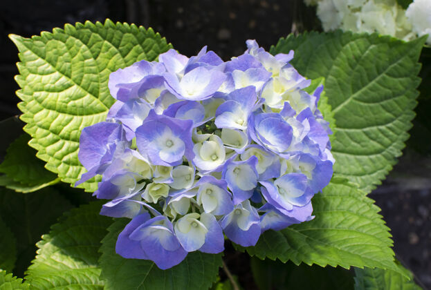 植物学美丽娇嫩的蓝色绣球花新鲜季节头部