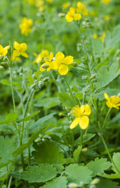 花春天开着黄色的药用西兰花健康多年生植物森林
