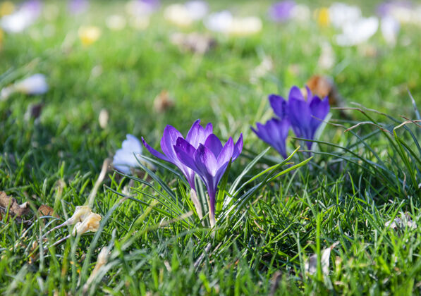 新鲜美丽的春天紫色 白色 黄色的番红花在绿色的草坪上草地特写春天