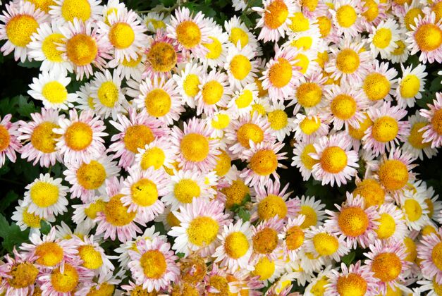 花甜美的黄粉色菊花许多特写雏菊