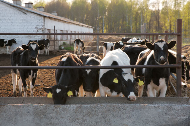 动物养殖一群奶牛在农场里场景天空自然