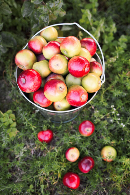 桶散落的成熟苹果在花园的草地上收割红色花园许多