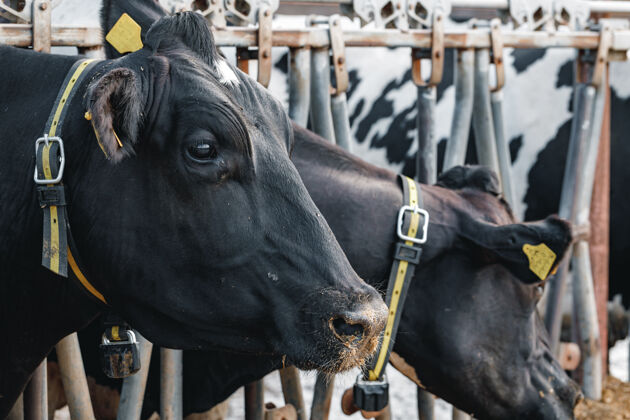 牧场站在马厩里的牛头饲养牛奶摊位