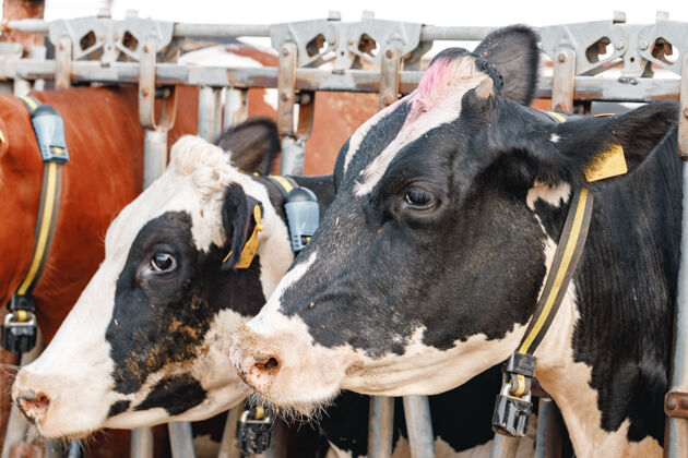 农场农场里黑白斑驳的奶牛牛哺乳动物牛