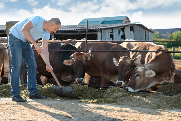 动物农夫在农场里和奶牛一起干活劳动农业农场
