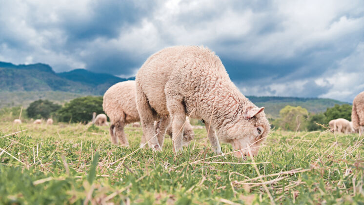 风景羊群在乡村的绿地上吃草哺乳动物美丽动物