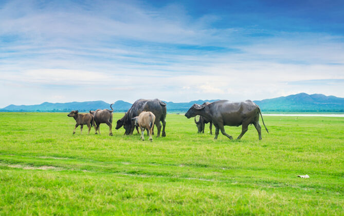 动物野牛在绿草如茵的田野里田野泰国雄性